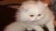 продам: Персидский котик белого окраса классического типа - Москва и Подмосковье