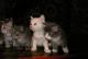 продам: Котята метисы норвежской лесной кошки - Москва и Подмосковье