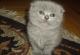 продам: Продаются британские вислоухие котята - Москва и Подмосковье