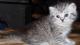 продам: Британский короткошерстный плюшевый  котик. Окрас 