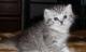 продам: Британский короткошерстный плюшевый  котик. Окрас 