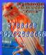 продам: Канарейки от Славы с гарантией пения.  - Москва и Подмосковье