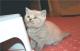 продам: Британский котенок - ласковая девочка - Москва и Подмосковье