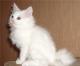 продам: распродажа  мейн-кун, котята белого окраса - Москва и Подмосковье
