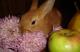 продам: торчеухие карликовые крольчата с подарком - Москва и Подмосковье