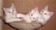 продам: распродажа  мейн-кун, котята белого окраса - Москва и Подмосковье