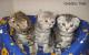 продам: Шотландские котята мраморных окрасов - Москва и Подмосковье