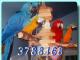 продам: Большой, огромный попугай Ара - Зеленокрылый, ручной, 2,8 года, ну очень хороший птиц.  - Москва и Подмосковье