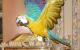 продам: Попугай ара синежелтый, молодой, чипирован, из питомника, продается вместе с большой клеткой 60x90x150 см . - Москва и Подмосковье