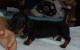 продам: таксы миниатюрной гладкошёрстной щенок (кобель), р. 23.06.09 - Москва и Подмосковье