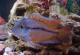 продам: Рыбки для вашего аквариума.Никарагуанская цихлозома.Московского развода - Москва и Подмосковье