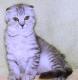 продам: Шотландский вислоухий котик окраса 
