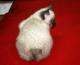 продам: Меконгский бобтейл, очаровательный  клубный котенок шоу-класса, 2 мес - Москва и Подмосковье