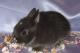 продам: Карликовые крольчата разных окрасов - Москва и Подмосковье