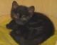 продам: Британский котик чёрного окраса - Москва и Подмосковье