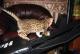 продам: Бенгальские котята - маленькие леопардики , клубные, достойная родословная, - Москва и Подмосковье