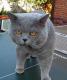 продам: Предлагаем для вязки британского голубого кота - Москва и Подмосковье