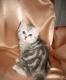 продам: Очень красивые плюшевые котята мраморных окрасов 2,5 мес. породы шотландская вислоухая - Москва и Подмосковье