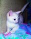 отдам: Котёнок белоснежный в подарок - Москва и Подмосковье
