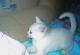 отдам: Котёнок белоснежный в подарок - Москва и Подмосковье