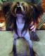 продам: вязка-китайская хохолатая собака небольшой кобель - Москва и Подмосковье