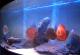 продам: Продам немецкий панорамный аквариум 450 литров JUWEL VISION 450 - Москва и Подмосковье