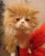 продам: Продаются персидские котята рыже- белые  биколоры современного типа (котик и кошечка) - Москва и Подмосковье