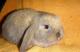 продам: Карликовый кролик  баран тюрингенский мальчики - Москва и Подмосковье
