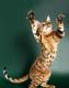 продам: Бенгальские котята -домашние леопардики с мягким характером - Москва и Подмосковье