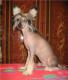 продам:  Подрощенный щенок Китайской хохлатой собаки - Москва и Подмосковье