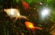 продам: Золотая рыбка(13-14см) серебренного цвета исполняет желания продам или обменяю на аквариумные растения - Москва и Подмосковье