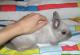 продам: продам кролика карлика с клеткой и кормом, возраст 0.5 года - Москва и Подмосковье