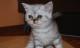 продам: Британские котята окраса вискас и мрамор на серебре - Москва и Подмосковье