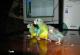продам: Продам двух молодых самкок глянцевого травяного попугая. Цена указана за птицу. Возможен разумный торг - Москва и Подмосковье
