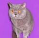 продам: Вязка Шотландский кот страйт лилового окраса - Москва и Подмосковье