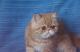 продам: Живой Гарфилд - Экзотический котенок кот красный мрамор - Москва и Подмосковье