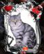 продам: Шотландский кот (страйт) приглашает кошек на вязку - Москва и Подмосковье