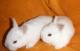 продам: Карликовые крольчата осветленные шиншиллы сатин носители - Москва и Подмосковье