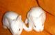 продам: Карликовые крольчата осветленные шиншиллы сатин носители - Москва и Подмосковье