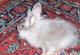 продам: продам шиншилового кролика самочка 5 мес с клеткой - Москва и Подмосковье