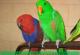 продам: Продаю ручную самку и ручного самца благородного попугая   - Москва и Подмосковье