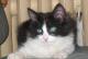 отдам: Котёнок чёрно- белого окраса мальчик в дар - Москва и Подмосковье