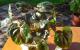 продам: листовые плющелистные вариегатные пеперонии -листики и детки - Москва и Подмосковье