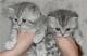 продам: Британские рисунчатые котята  - Москва и Подмосковье