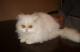 продам: Роскошный белый персидский котик классического типа - Москва и Подмосковье