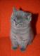 продам: Британские котята голубого окраса  от титулованных производителей  - Москва и Подмосковье