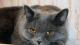 продам: Британские котята голубого окраса  от титулованных производителей  - Москва и Подмосковье
