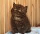 продам: Очаровательный котик черного окраса от британского кота и экзотической кошечки - Москва и Подмосковье