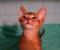 продам: Абиссинские  котята  дикого, голубого, соррель  окрасов - Москва и Подмосковье