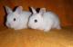 продам:  крольчата цветные карлики осветленные шиншиллы-милые малыши - Москва и Подмосковье